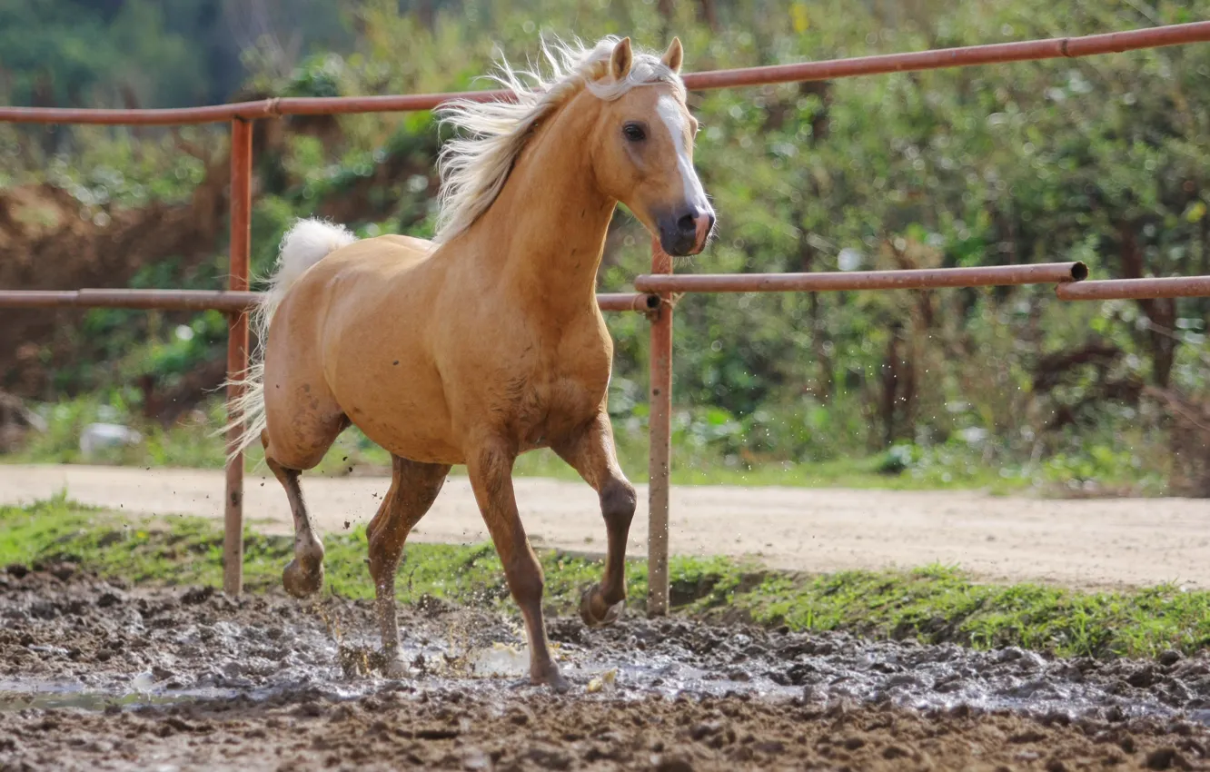 Фото обои лошадь, грязь, рыжий, боке