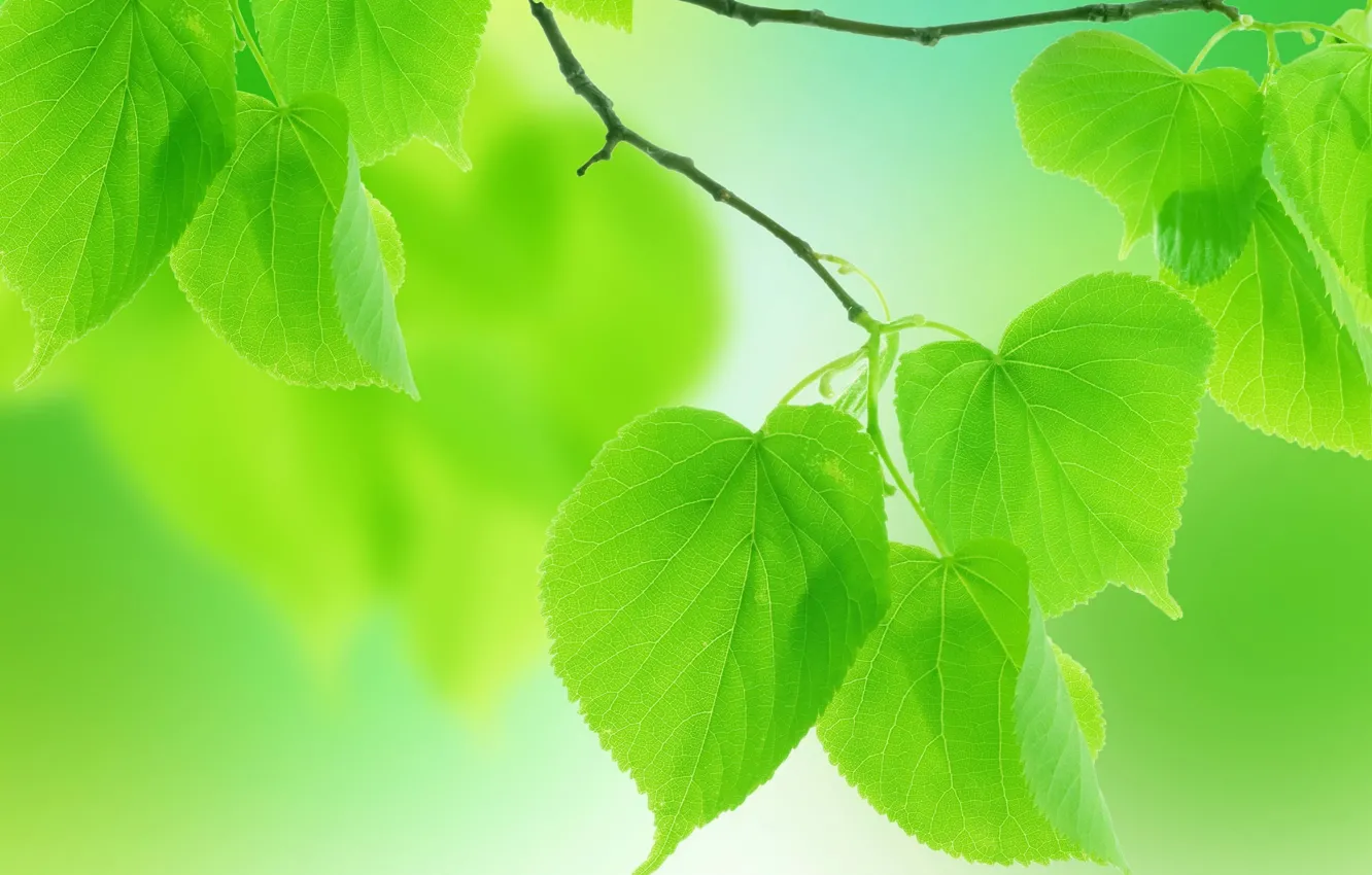 Фото обои лето, макро, природа, зеленые листья, лепестки, веточки