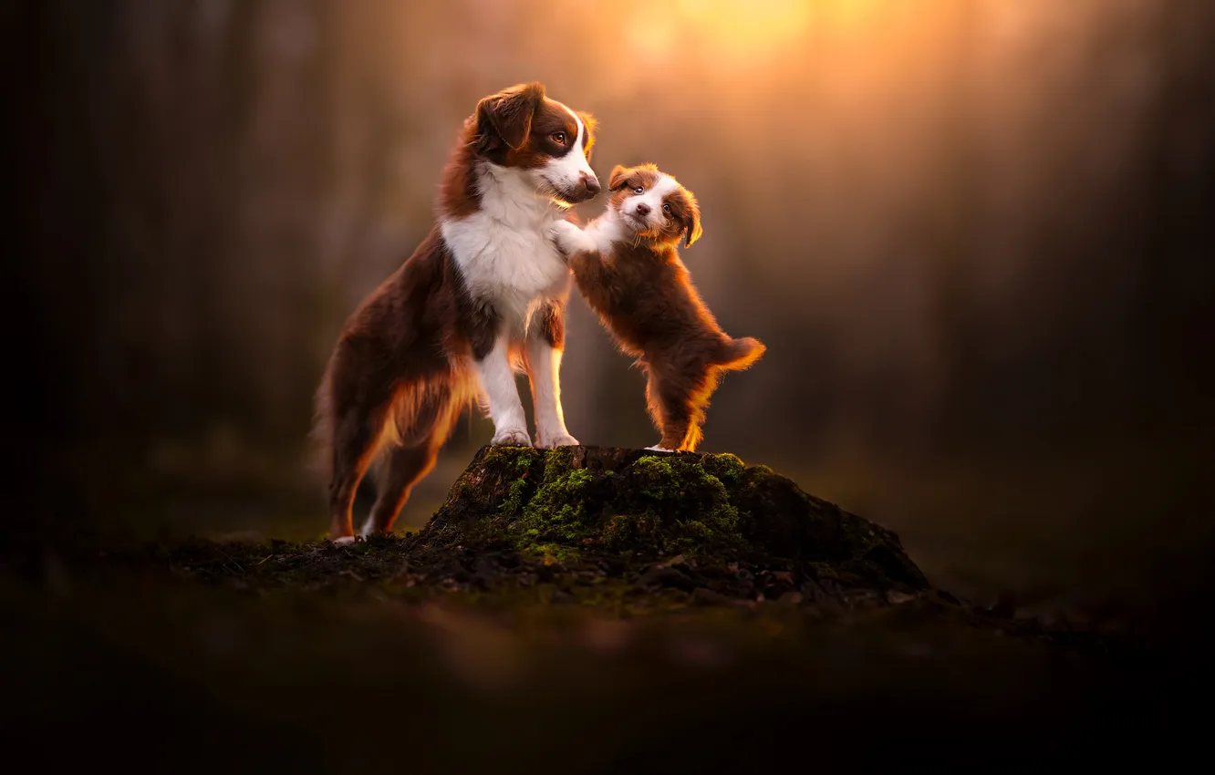 Фото обои собаки, пень, размытость, щенок, Миниатюрная американская овчарка