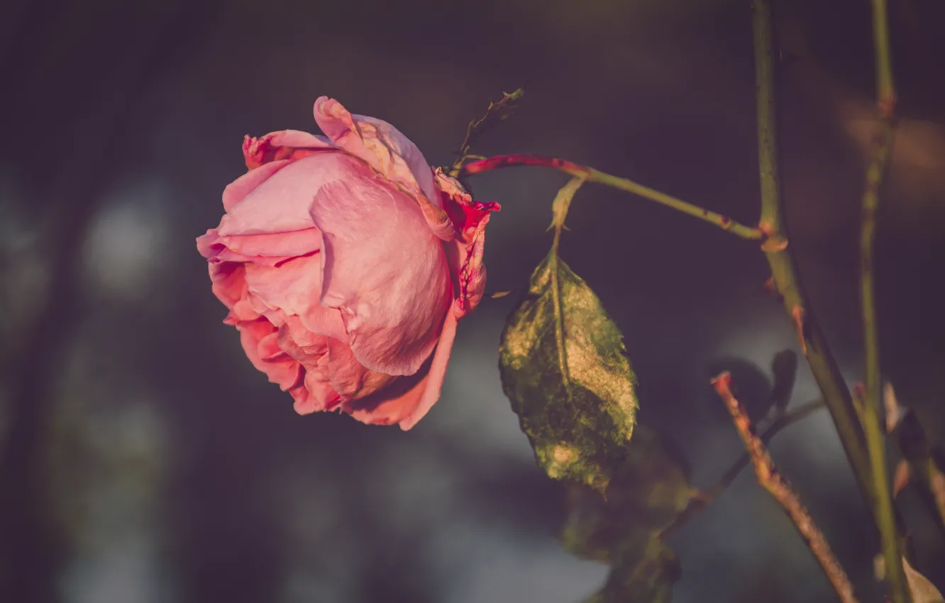 Фото обои цветок, темный фон, стебли, розовая, роза