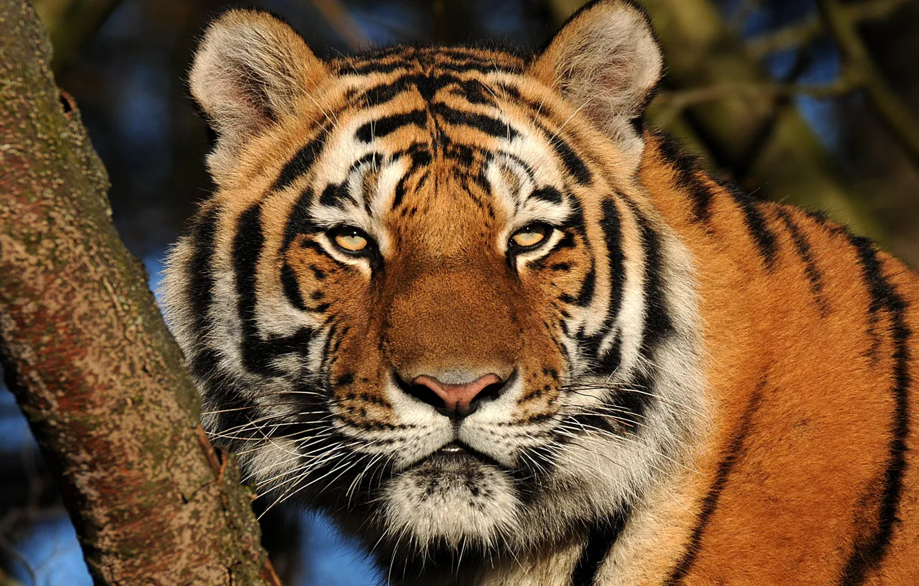 Фото обои взгляд, тигр, хищник