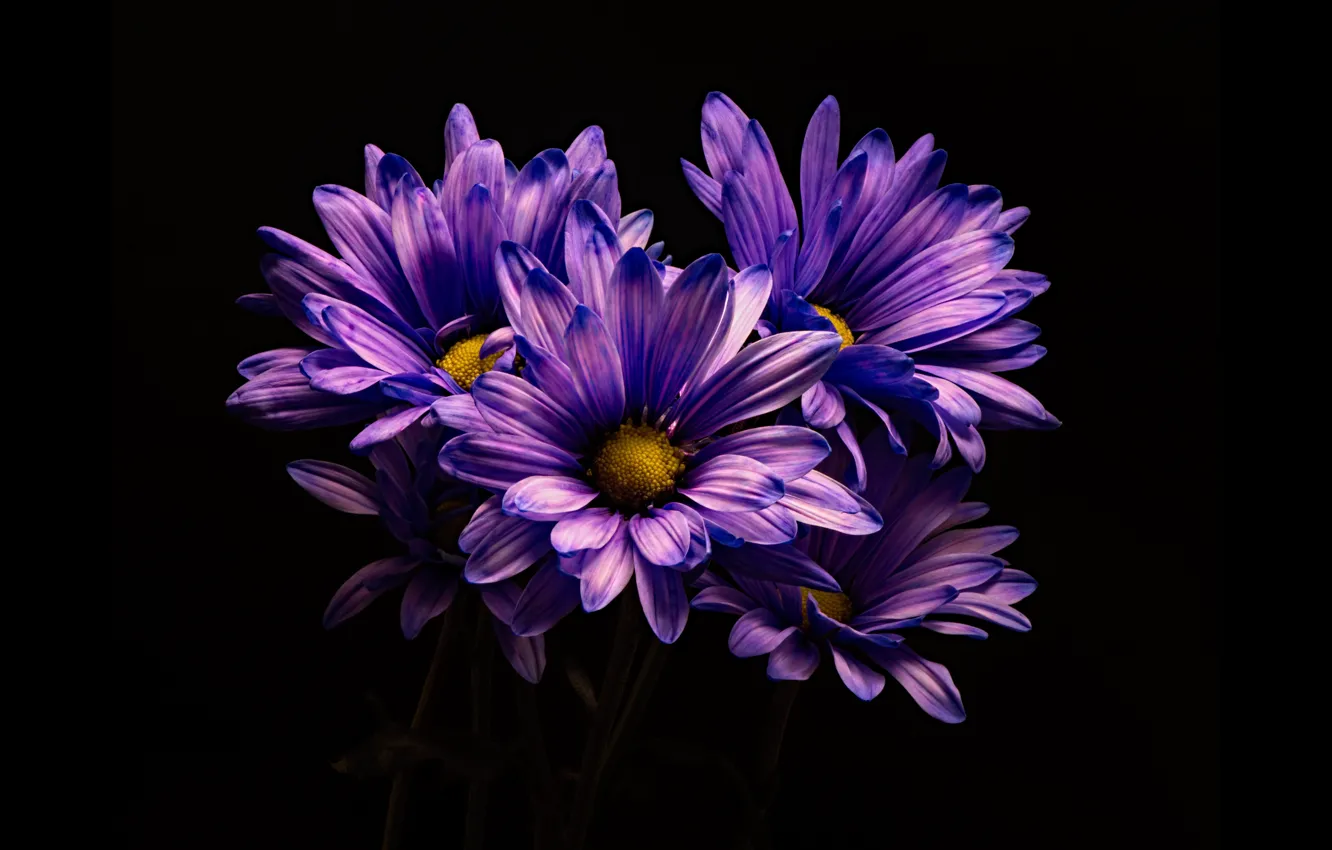 Фото обои цветы, хризантемы, тёмный фон