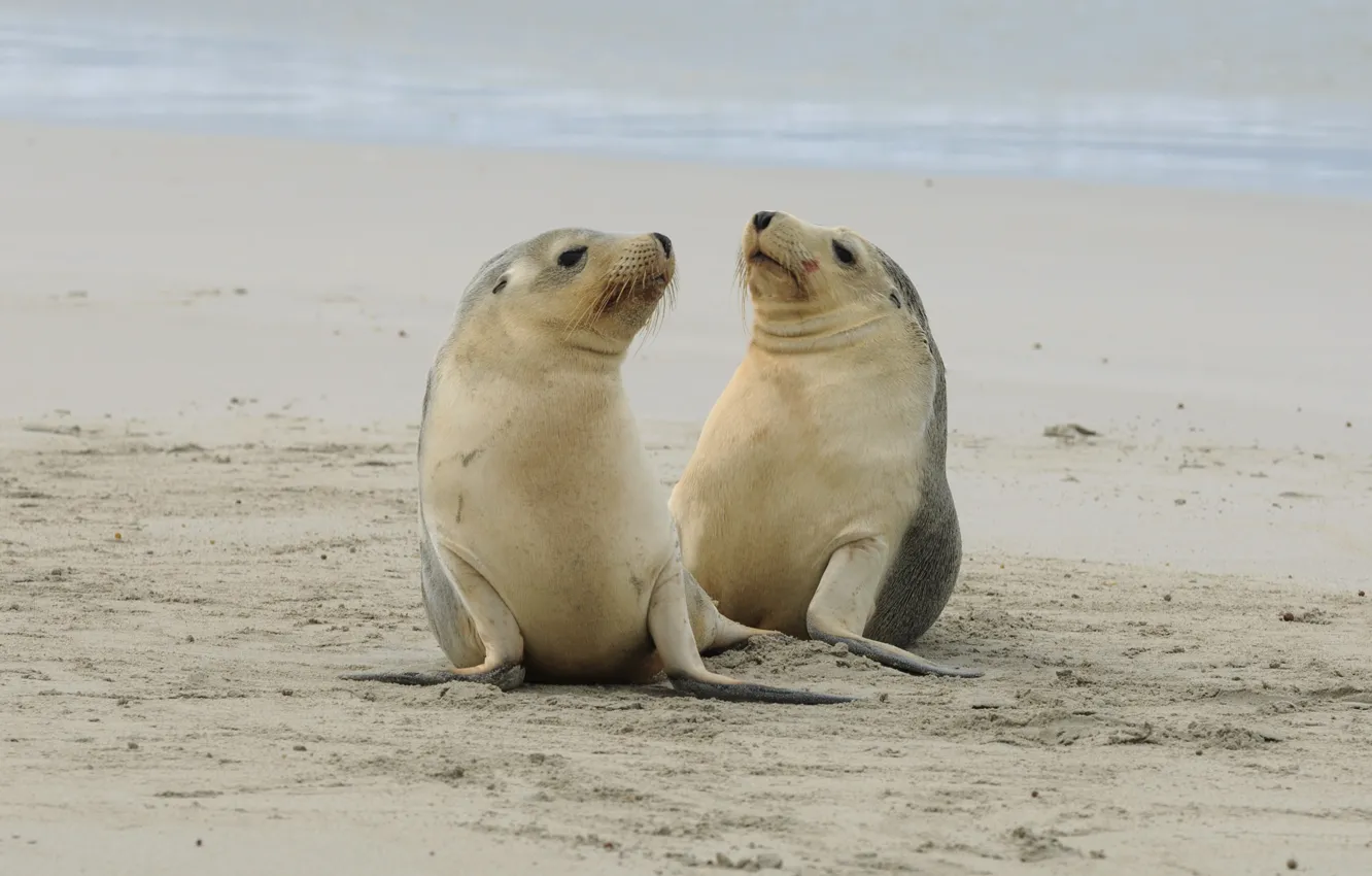 Фото обои природа, берег, тюлени