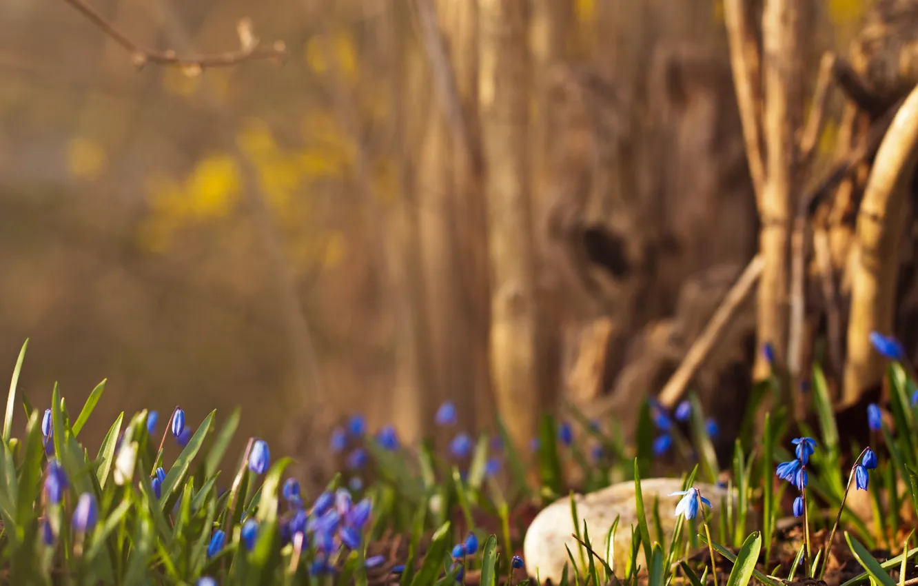 Фото обои лес, весна, подснежники, синие