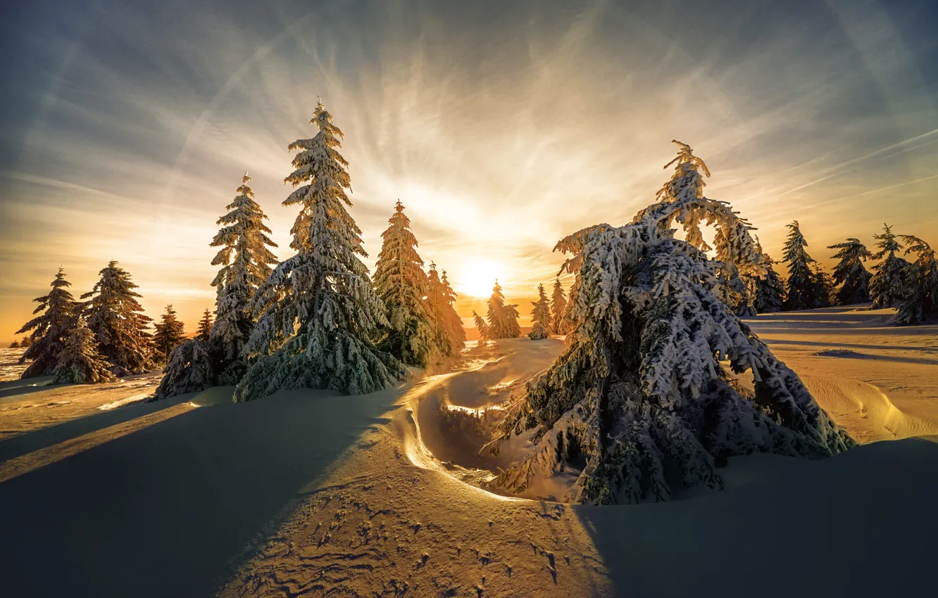 Фото обои зима, иней, лес, небо, солнце, лучи, свет, снег