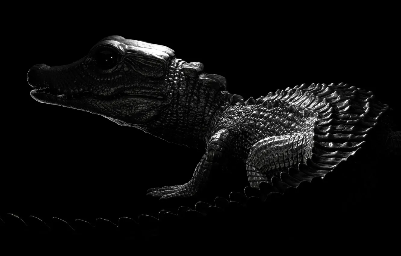 Фото обои крокодил, арт, кайман, Antoine Verney-Carron, Dwarf Caiman