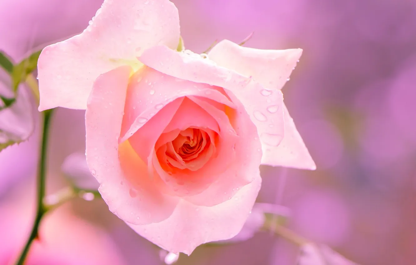 Фото обои цветок, макро, розовый, роза
