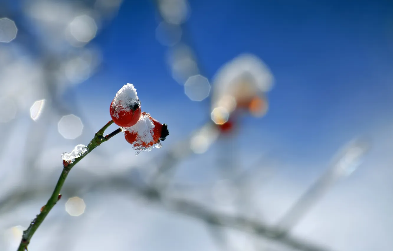 Фото обои снег, ягоды, веточка, шиповник, боке