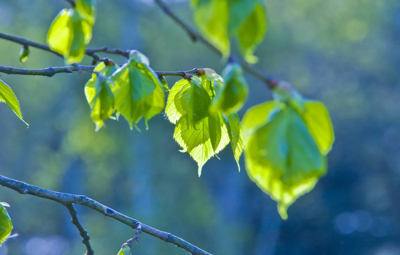 Фото обои листья, зеленый, ветка, весна