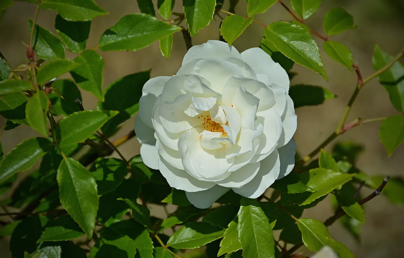 Фото обои flower, белая роза, white rose
