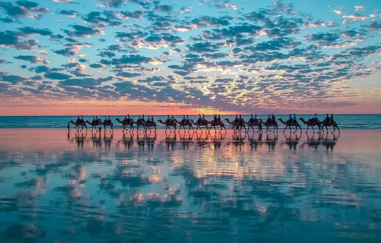 Фото обои nature, sunset, water, clouds, mirroring, herd, camels, bedouin