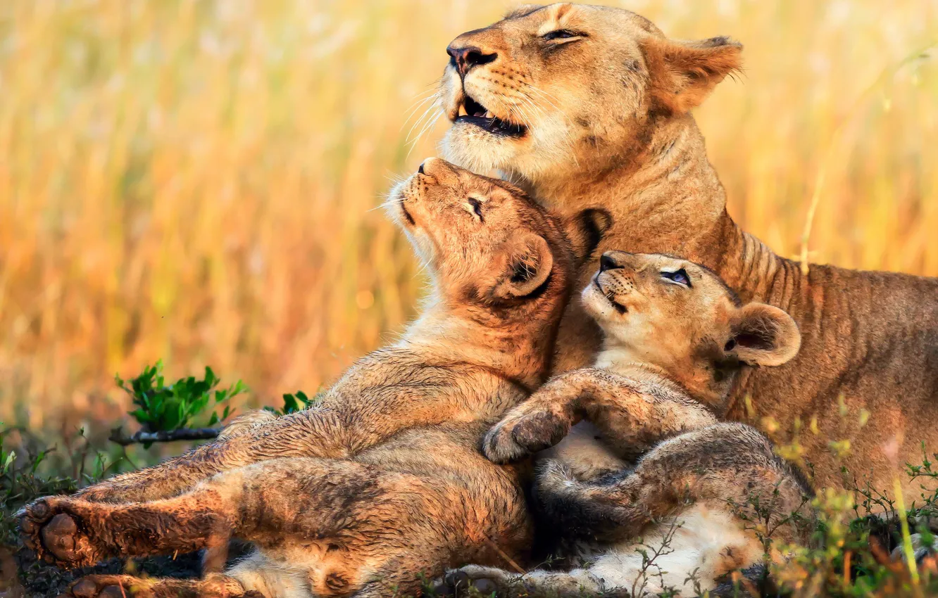 Фото обои котята, Африка, львы, львица, детеныши