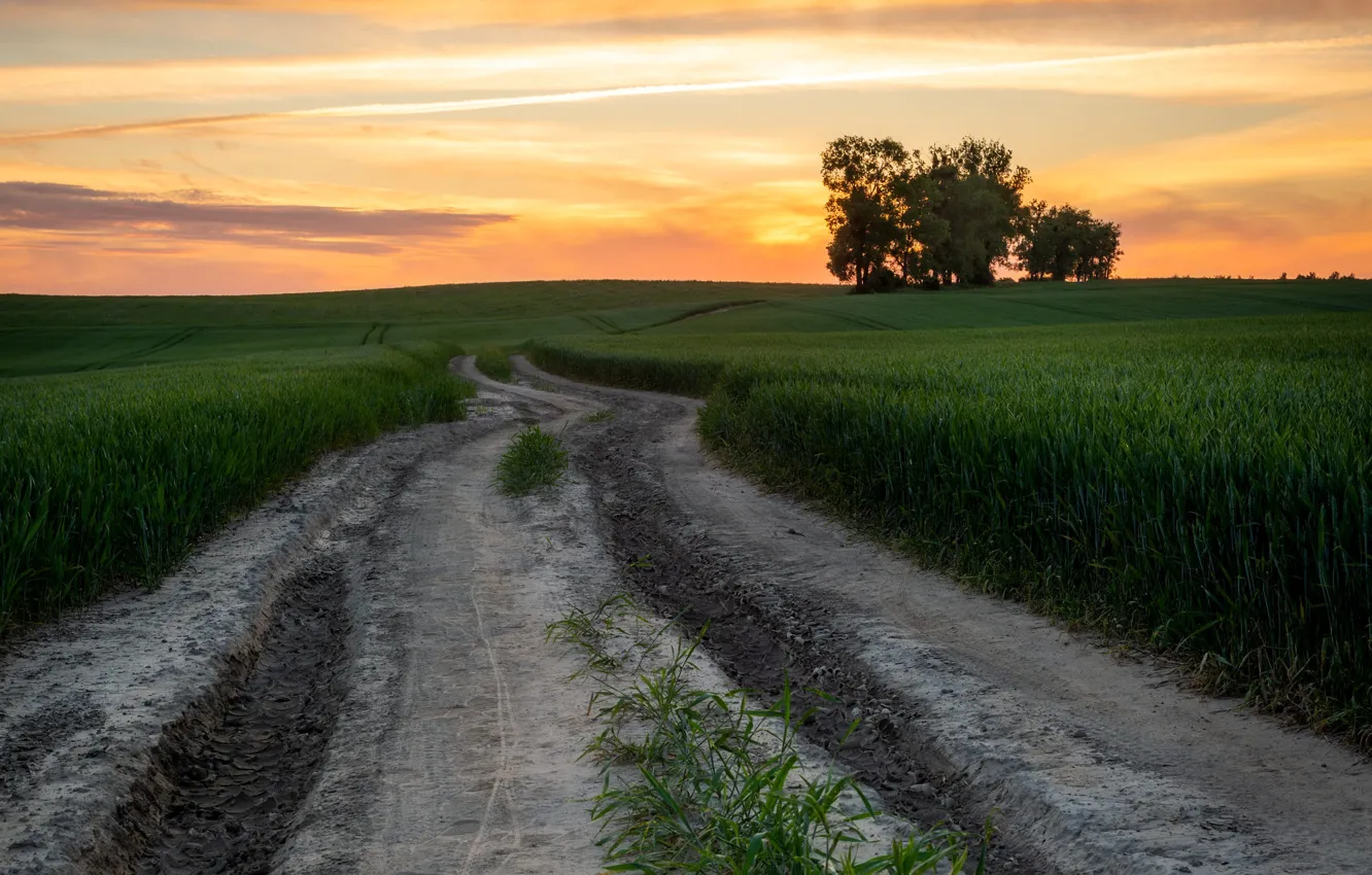 Фото обои дорога, пшеница, поле, лето, небо, деревья, закат, вечер