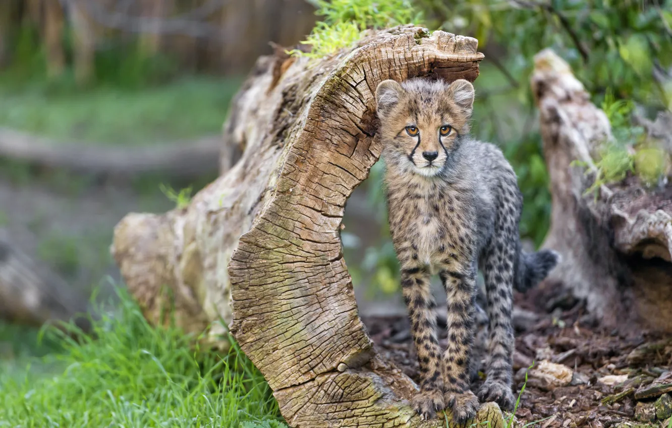 Фото обои кошка, трава, гепард, коряга, детёныш, котёнок, ©Tambako The Jaguar