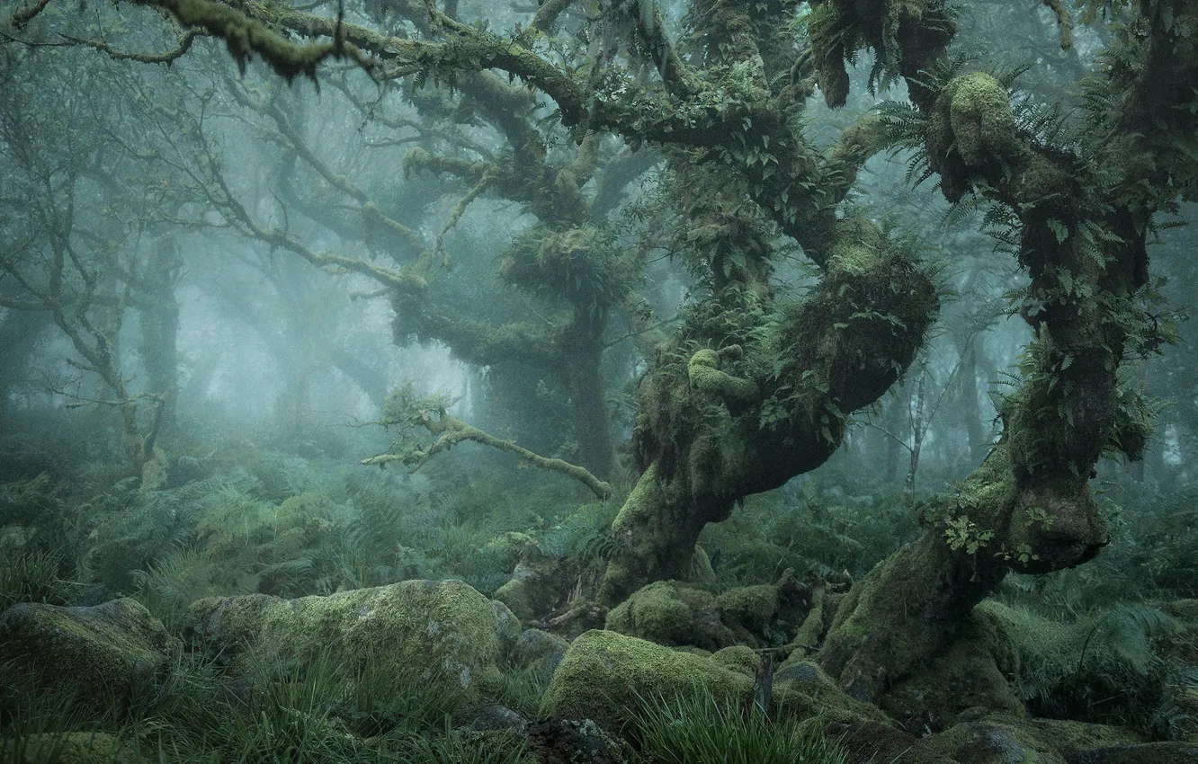 Фото обои лес, листья, деревья, ветки, туман, камни, заросли, дымка