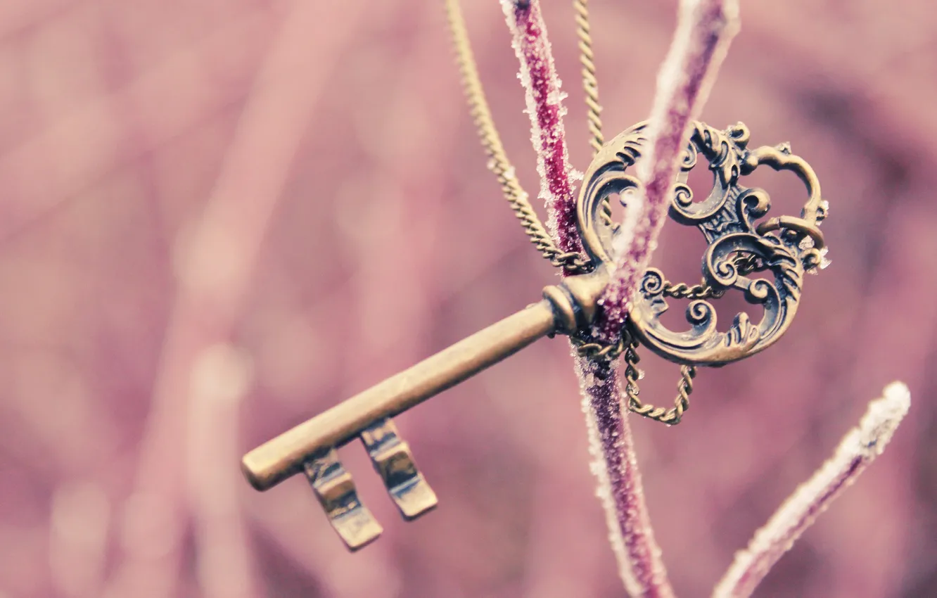 Фото обои зима, фон, обои, настроения, ветка, ключ, розовый. красивый