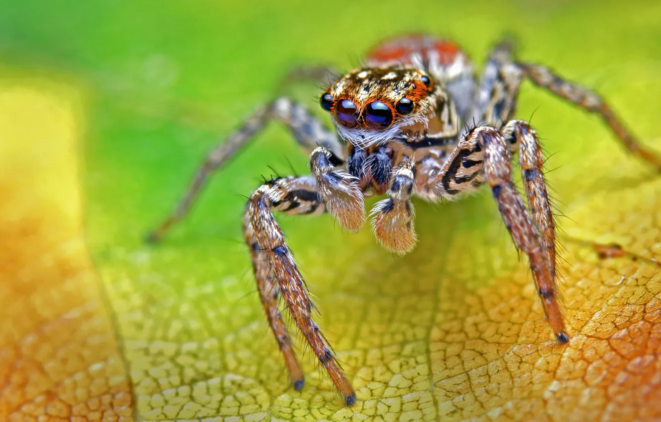 Фото обои макро, зеленый, фон, листок, паук, джампер, прыгунчик