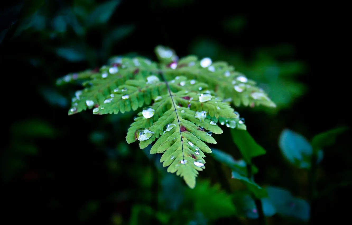 Фото обои nature, leaves, water drops, plants, closeup, outdoors
