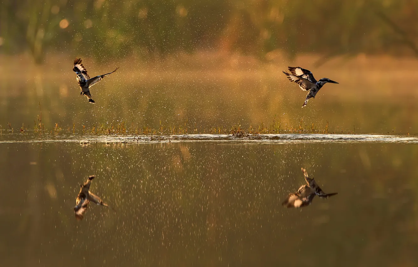 Фото обои брызги, птицы, отражение