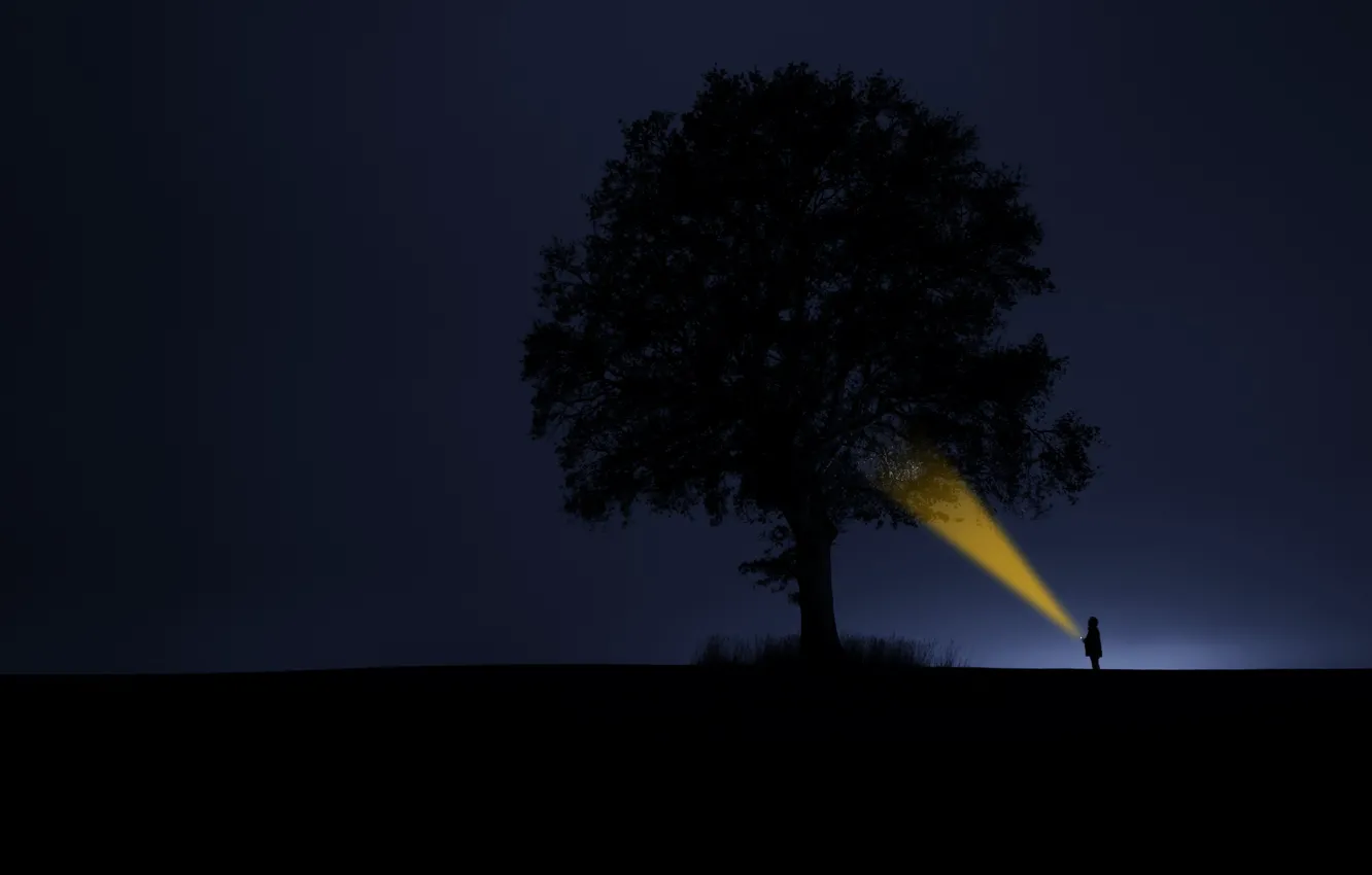 Фото обои свет, дерево, силуэты