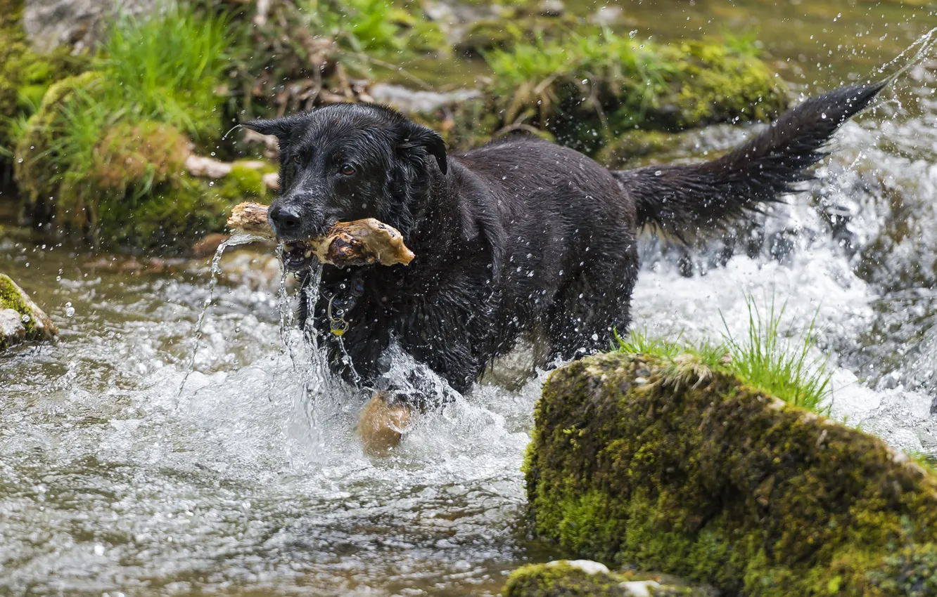 Фото обои лето, вода, брызги, река, мох, собака, палка, ©Tambako The Jaguar