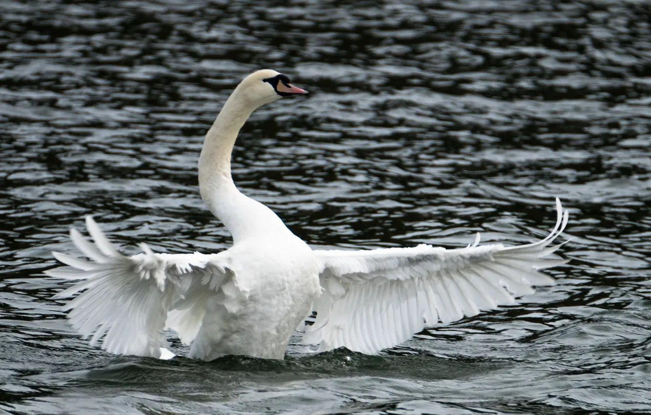 Фото обои swan, lake, open wings, cloudy weather