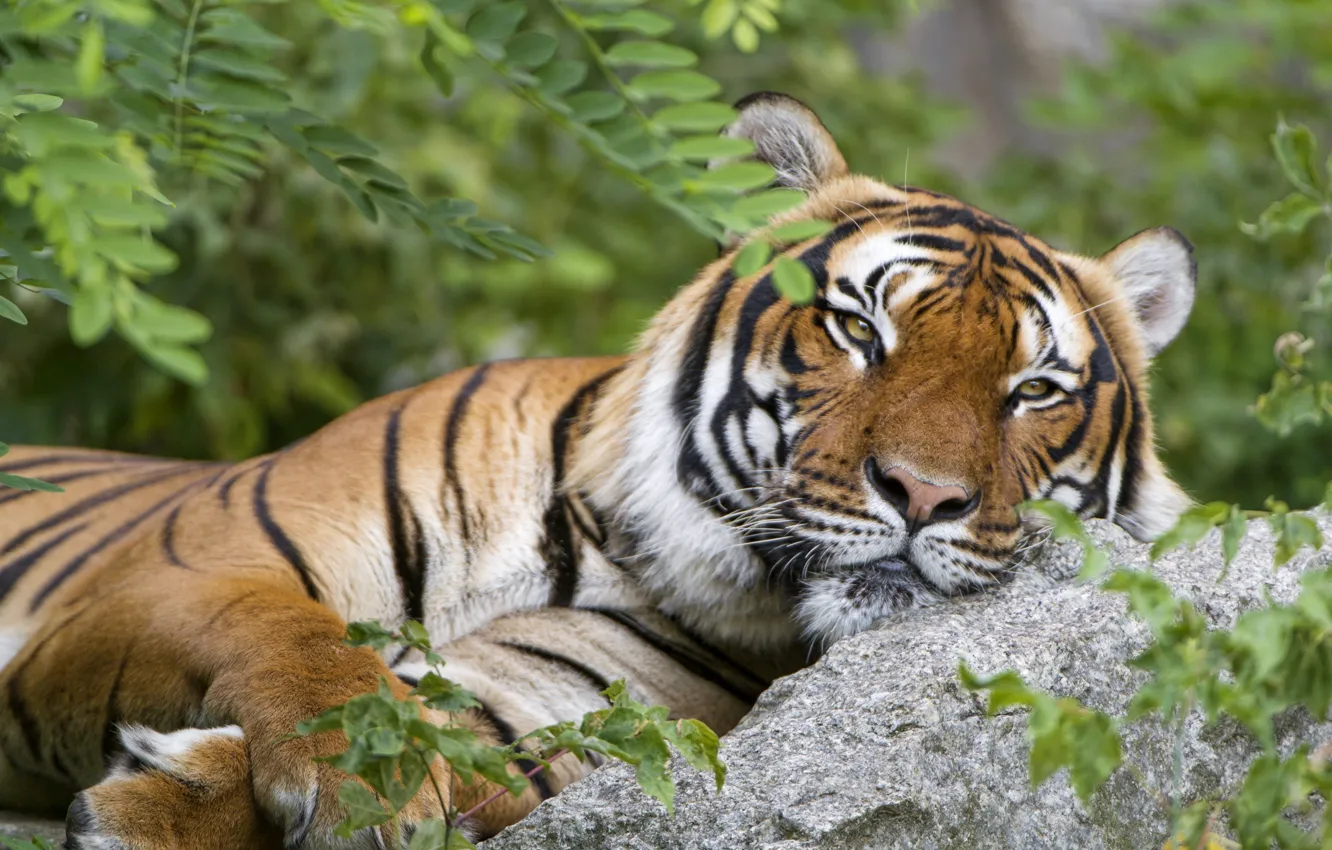 Фото обои тигр, отдых, хищник, красавец