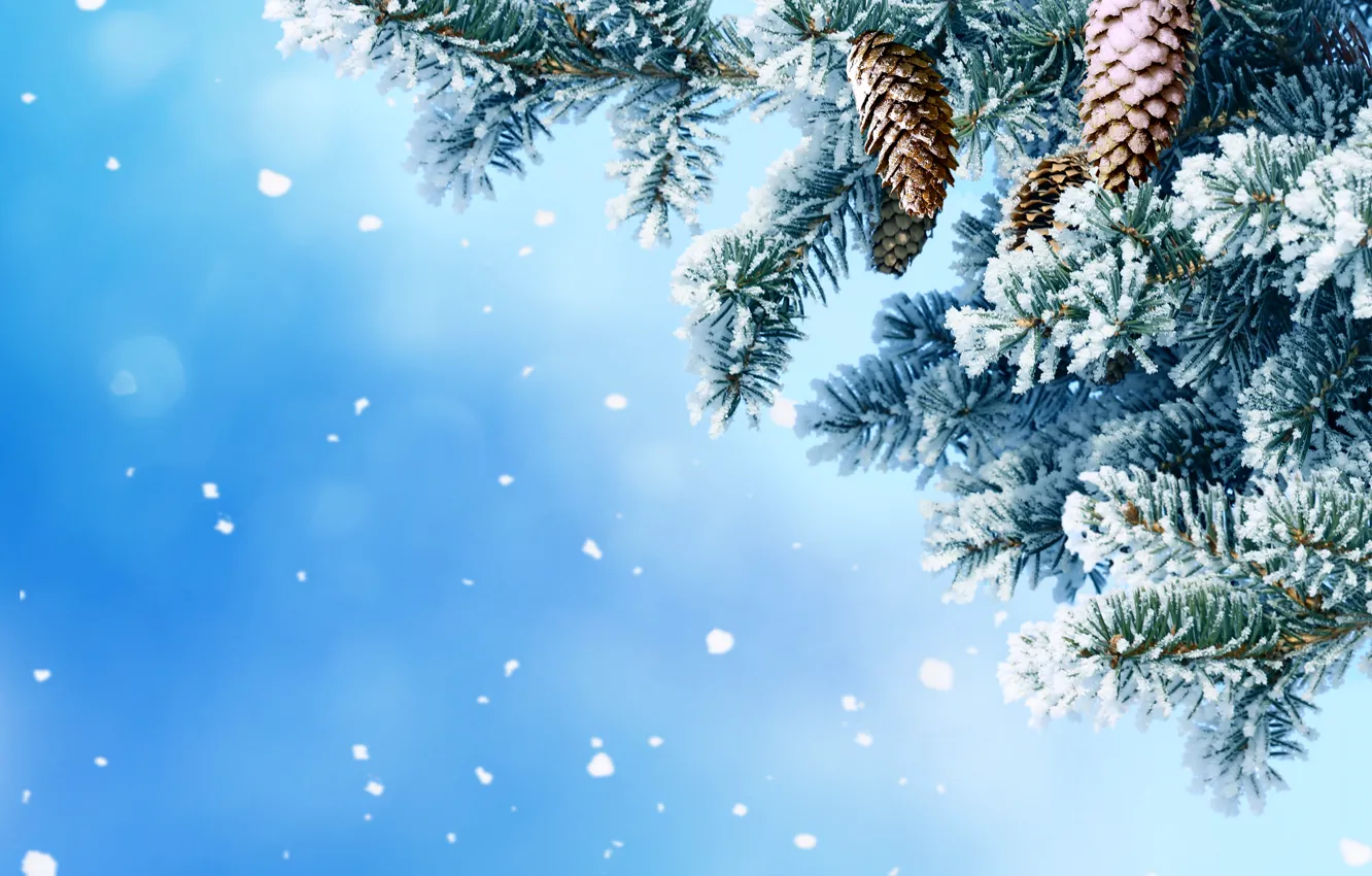 Фото обои зима, снег, снежинки, елка, шишки, nature, winter, snow