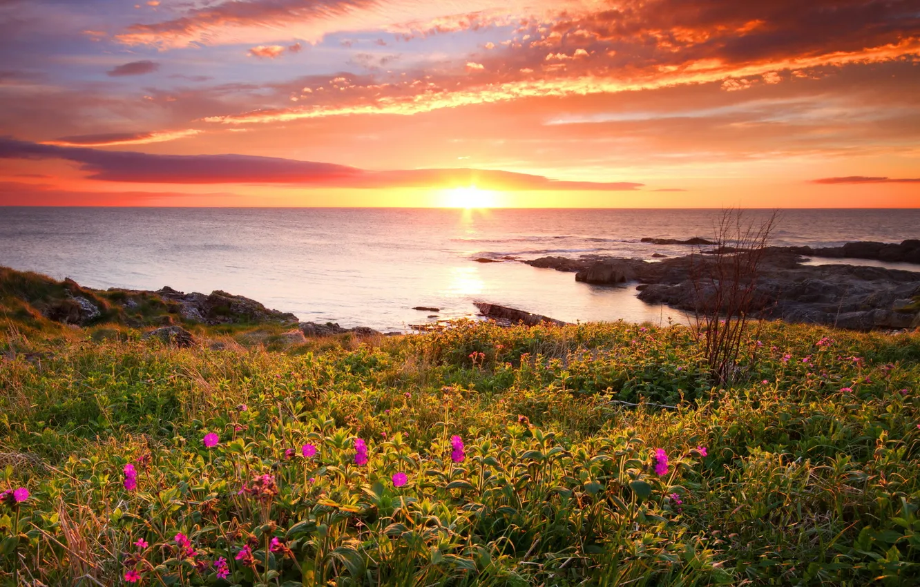 Фото обои море, пейзаж, закат, цветы