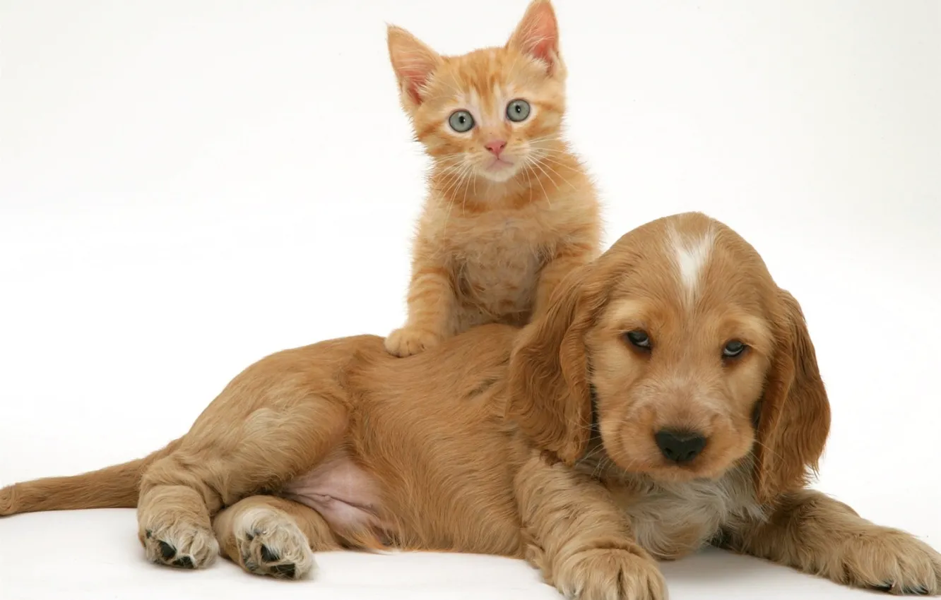 Фото обои котенок, щенок, рыжие, спаниель