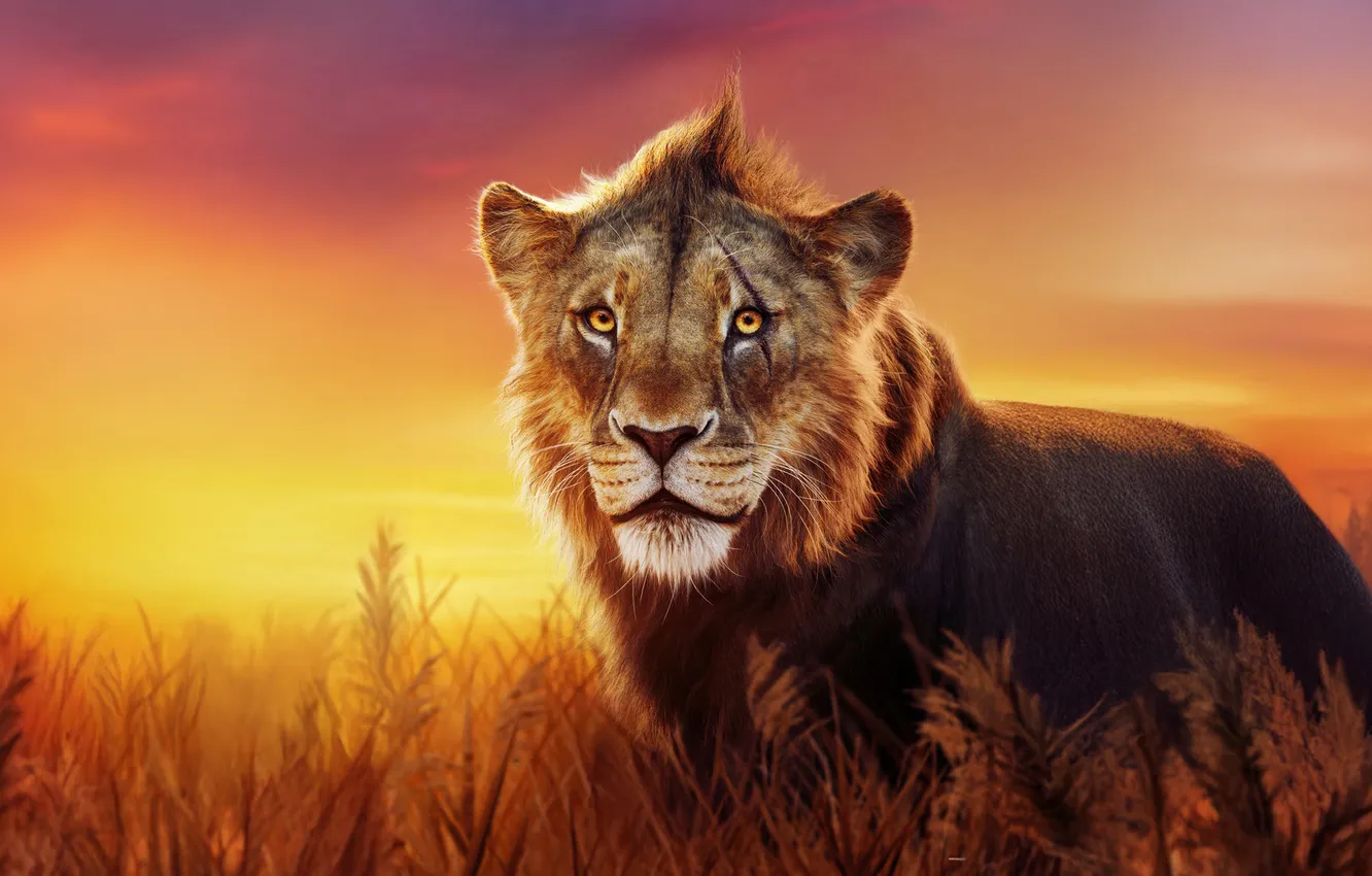 Фото обои поле, закат, лев, Шрам, Mufasa: The Lion King
