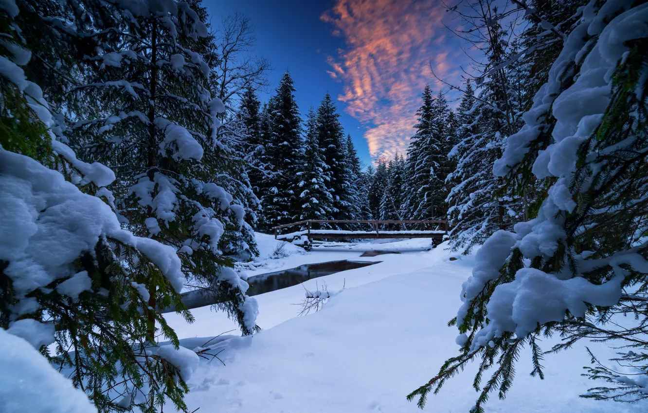 Фото обои зима, лес, снег, мост, река, ели, Польша, сугробы