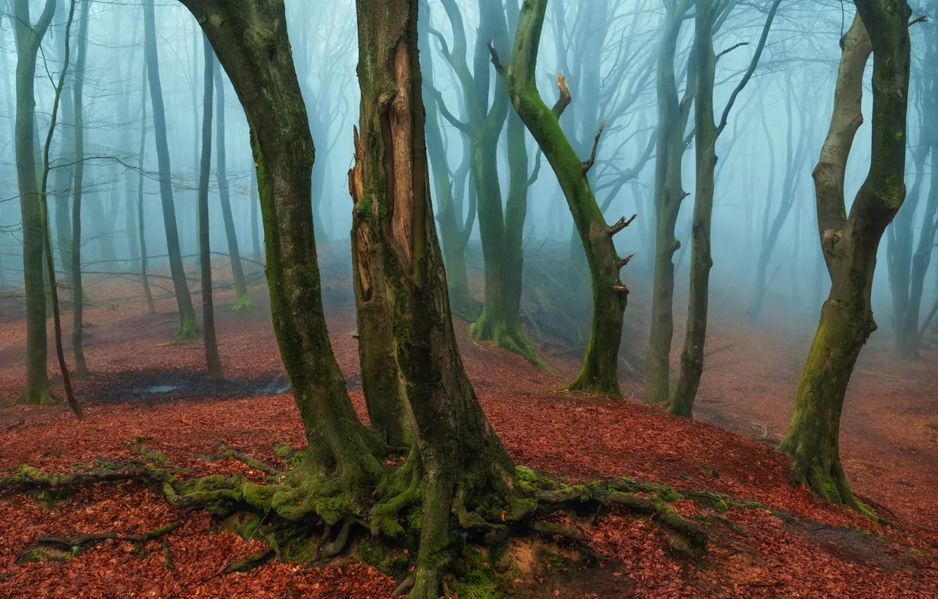 Фото обои осень, лес, деревья, природа, стволы, листва, дымка