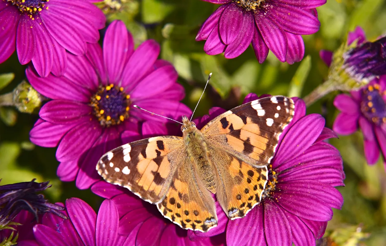 Фото обои макро, цветы, бабочка, Остеоспермум, Репейница