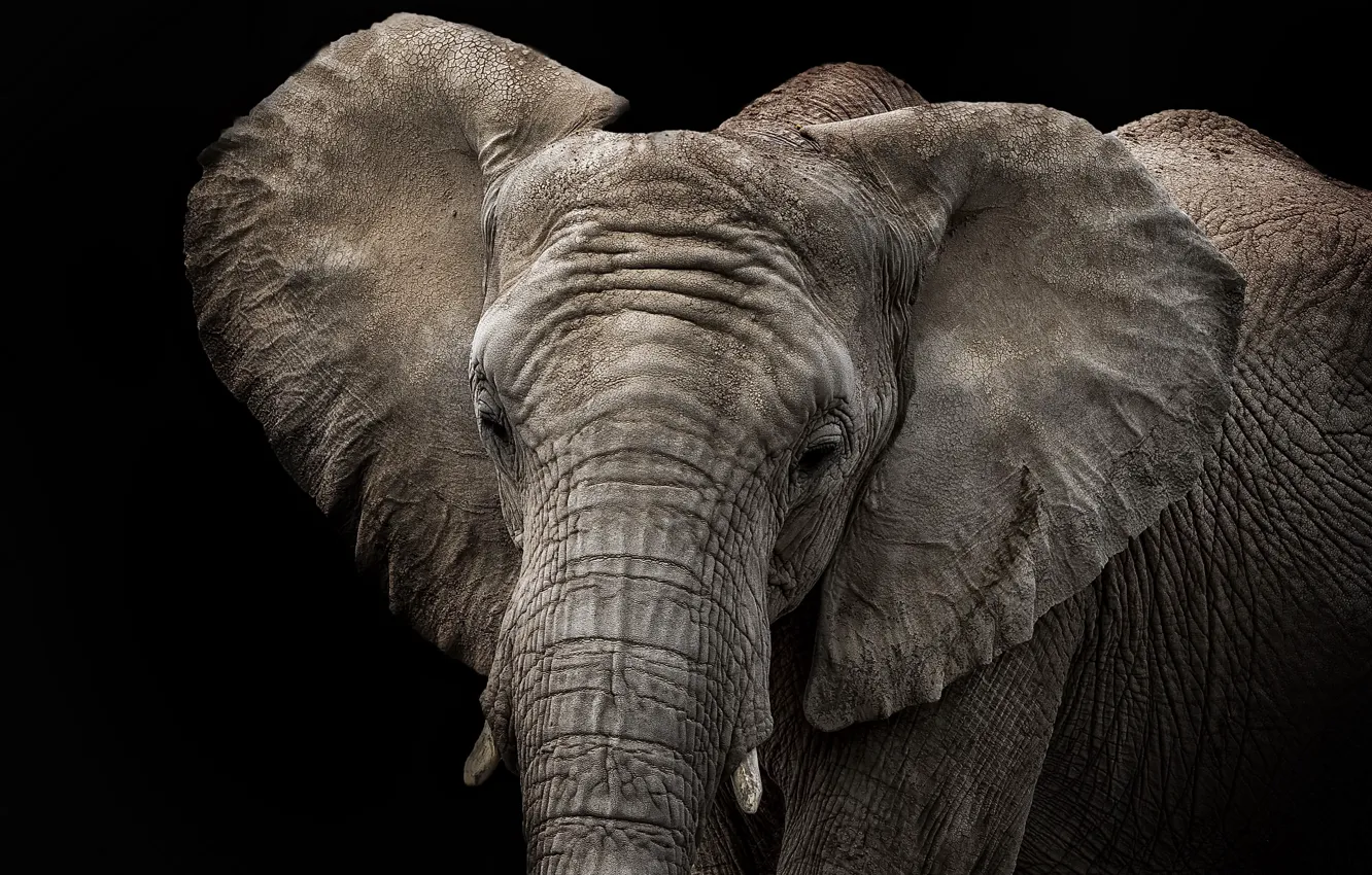 Фото обои природа, фон, слон