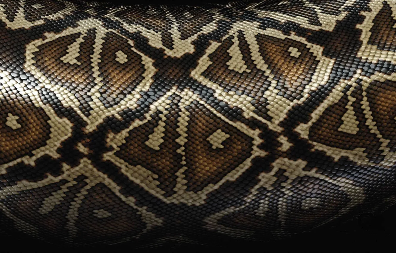 Фото обои змеи, текстура, шкура