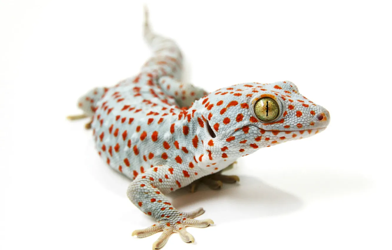 Фото обои фон, ящерица, Tokay gecko