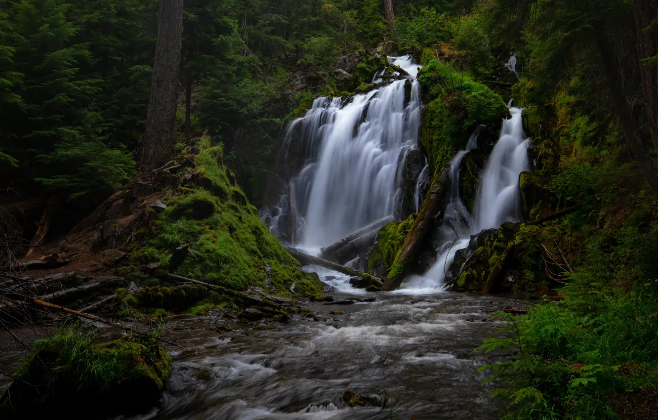 Фото обои лес, деревья, заросли, водопад, мох