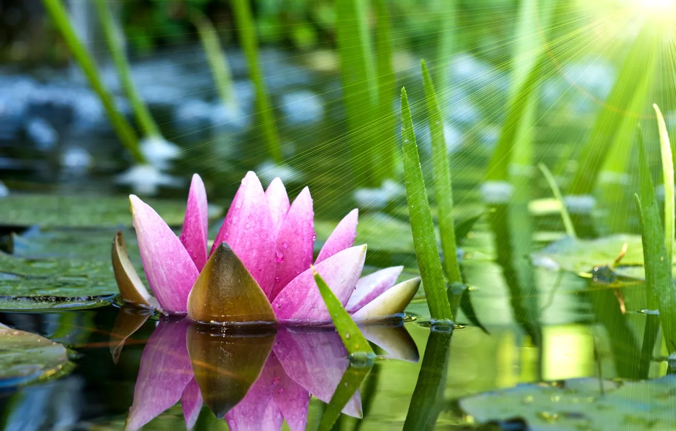Фото обои цветок, листья, вода, солнце, лучи, пруд, розовый, лотос