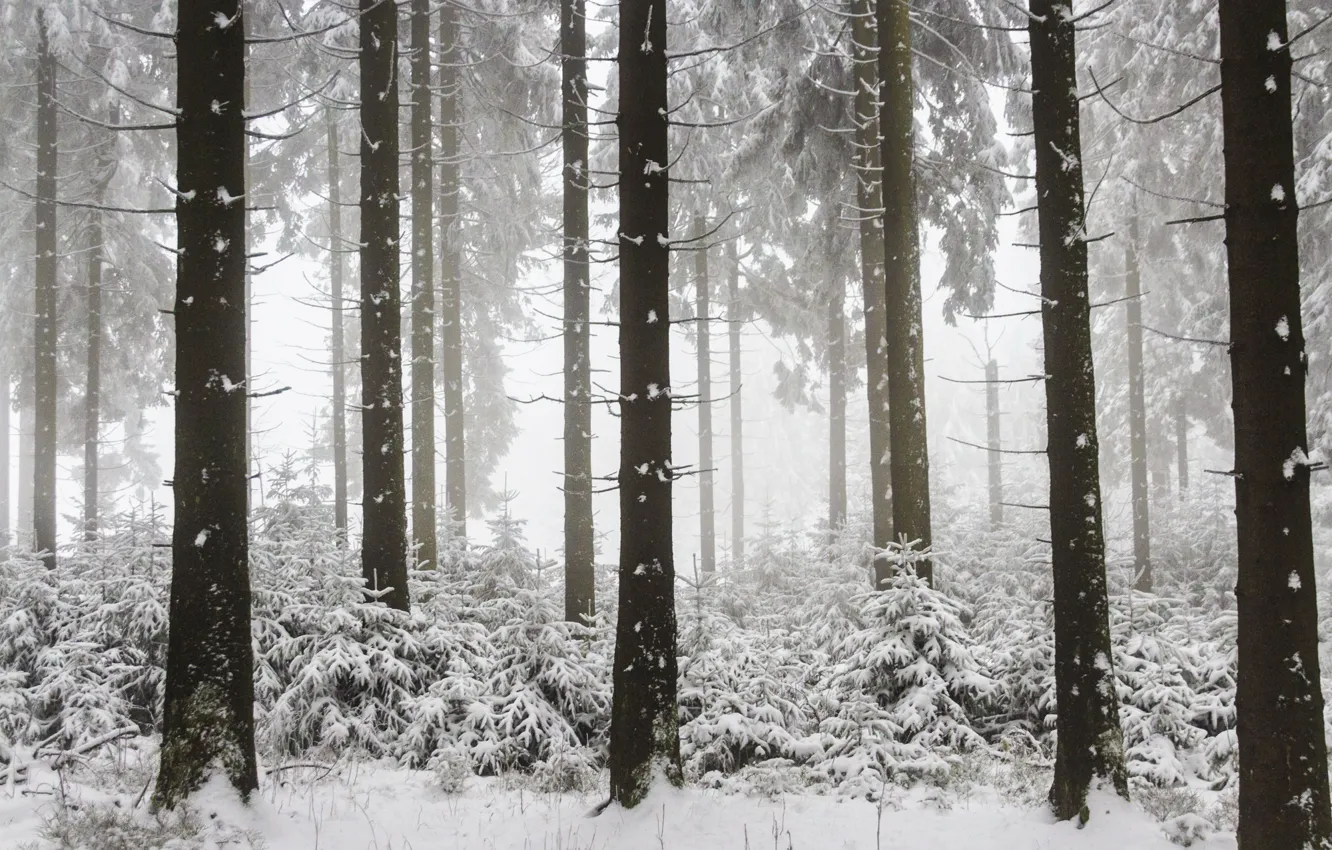 Фото обои winter, foggy, woodland