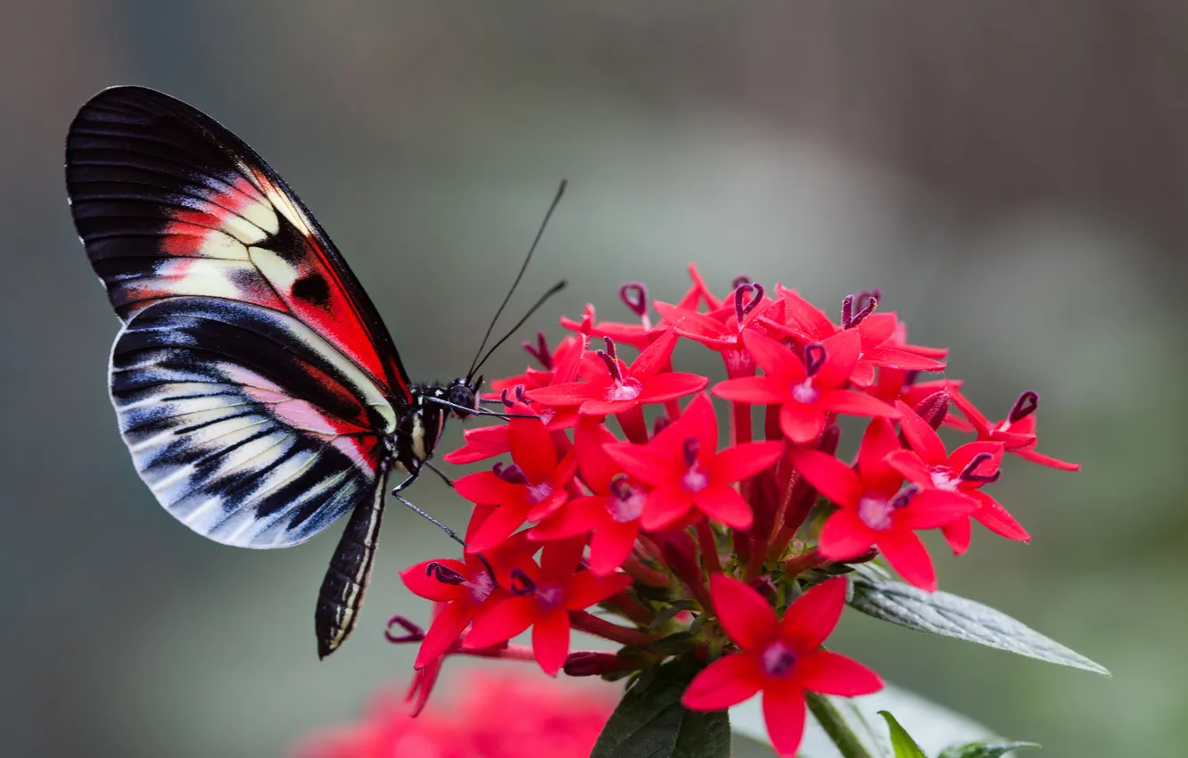 Фото обои цветок, бабочка, крылья, мотылек