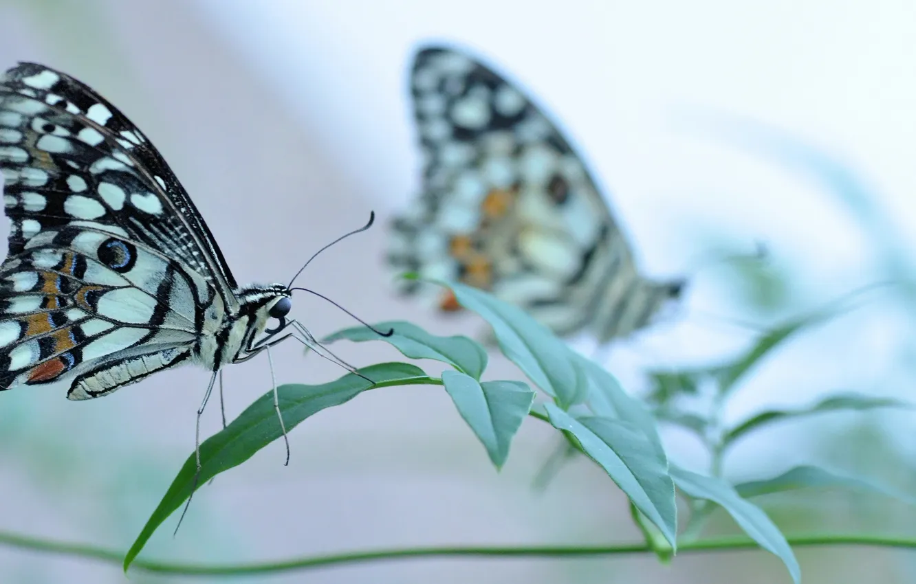 Фото обои трава, бабочка, крылья, насекомое