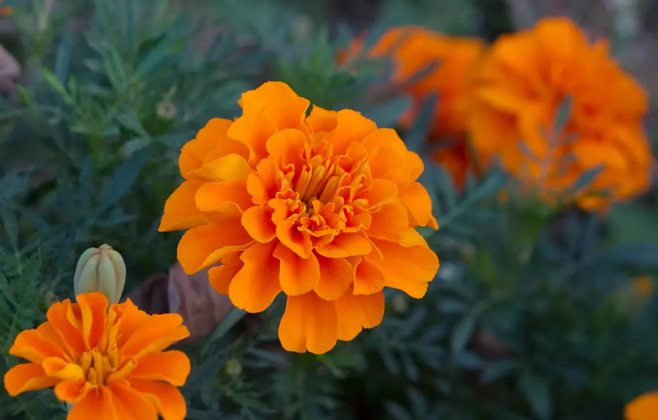Фото обои цветы, оранжевые, бархатцы, tagetes