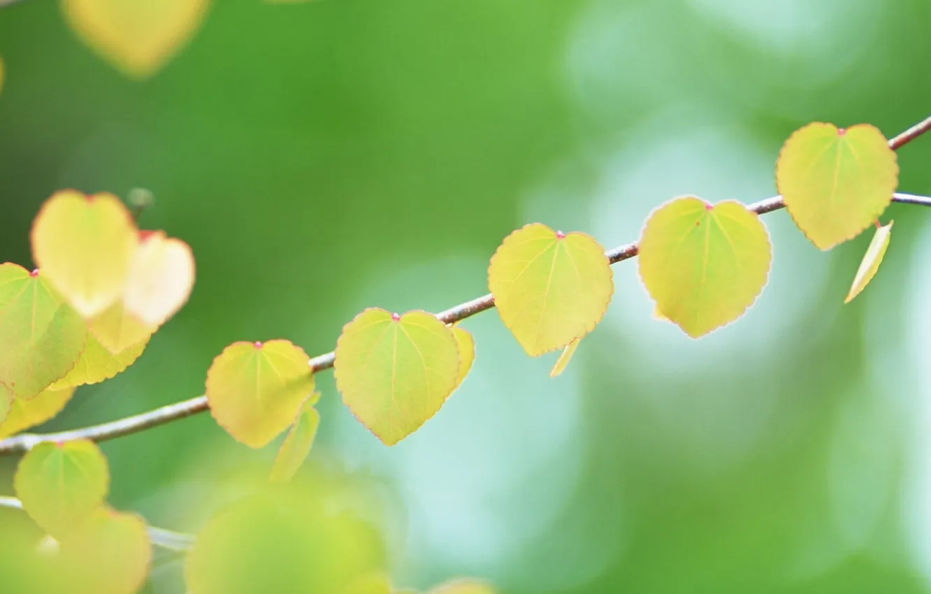 Фото обои листья, фон, сердце, ветка, желтые, форма, боке, bokeh