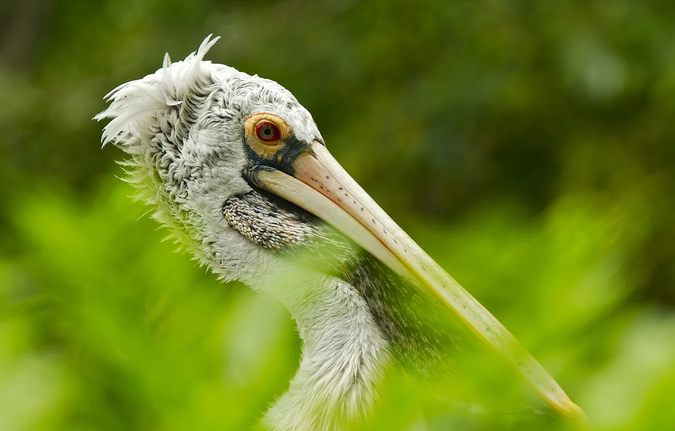 Фото обои bird, australia, Pelican