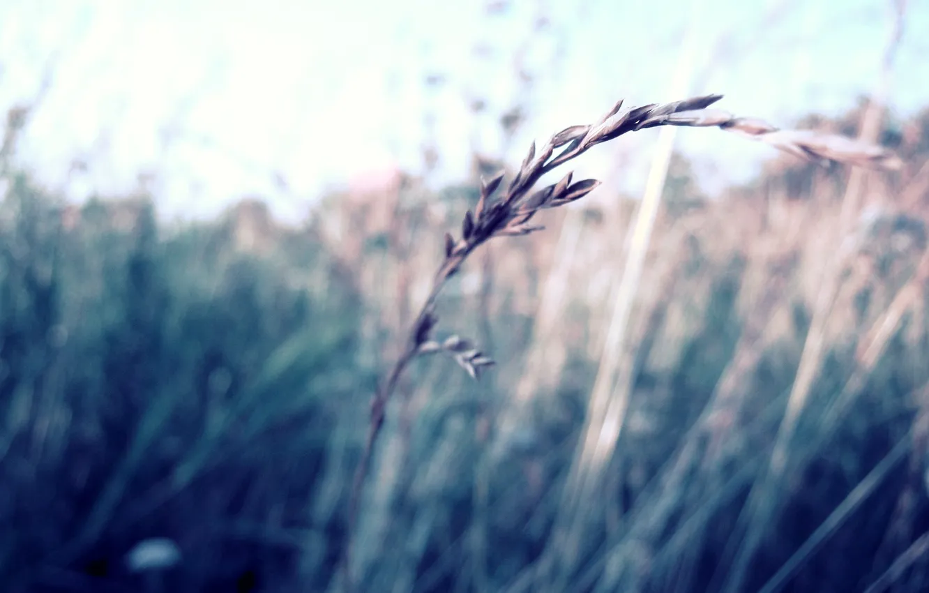 Фото обои трава, макро, размытость, колосок