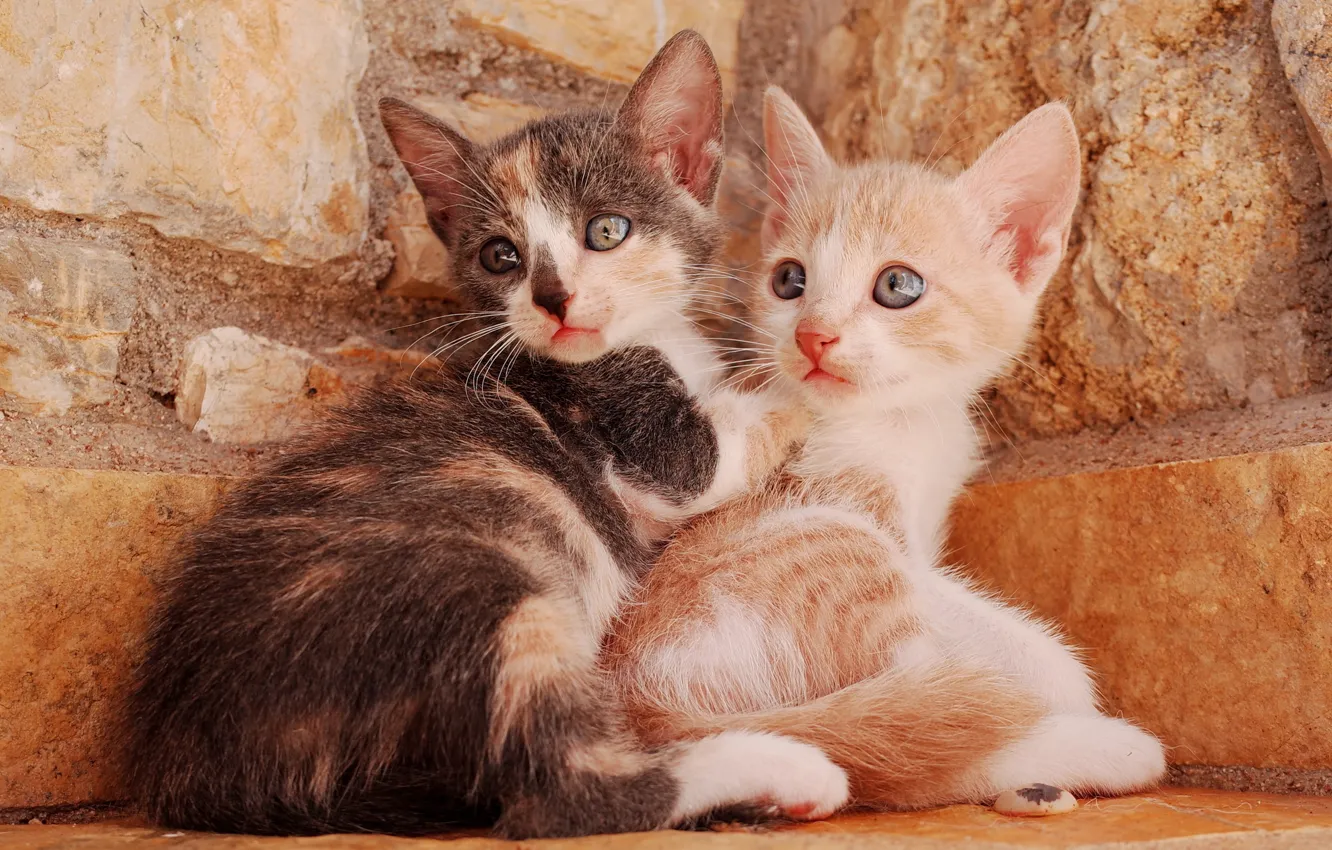 Фото обои котята, малыши, парочка