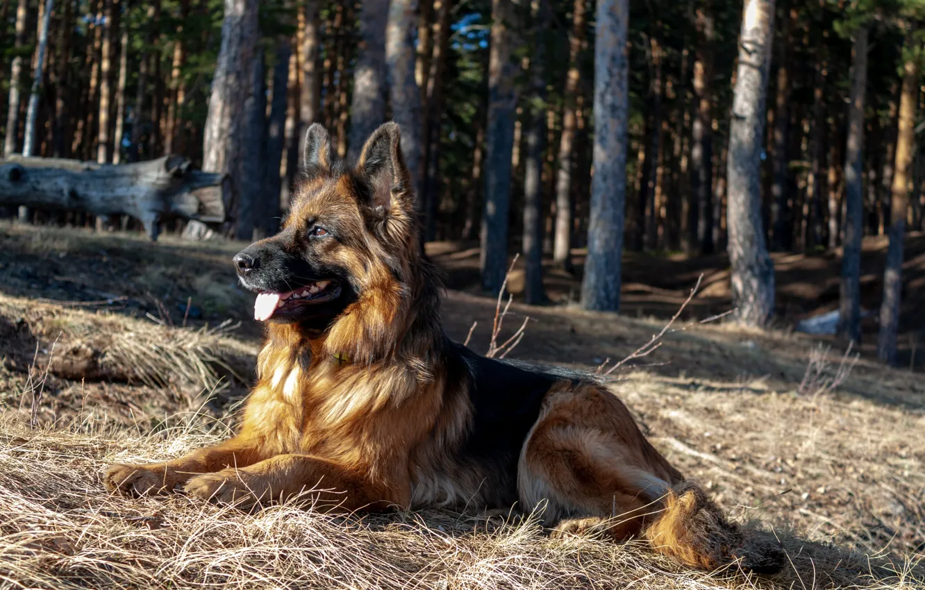 Фото обои собака, немецкая овчарка, овчарка, длинношерстная, норвегия де заубер хоф