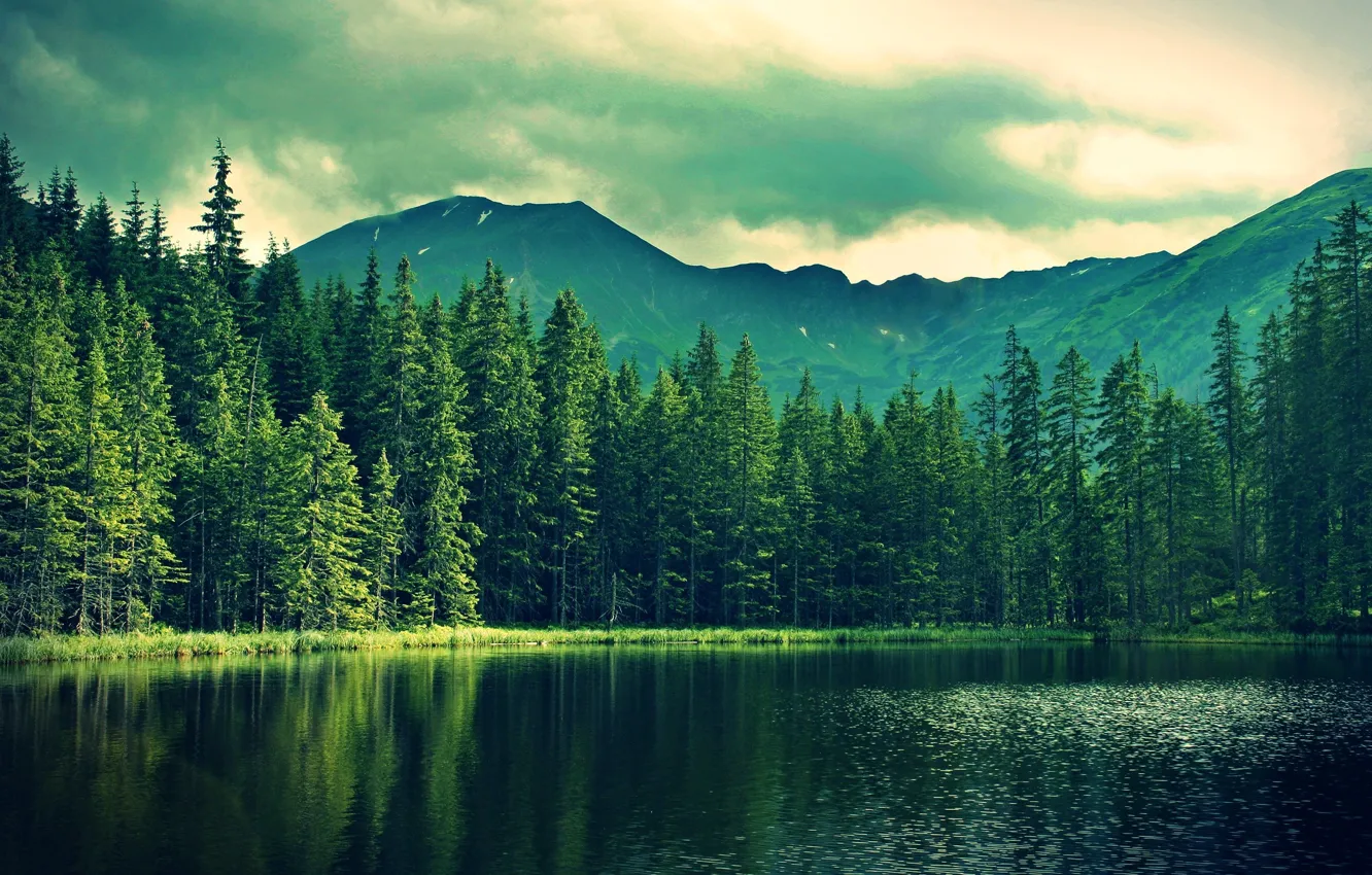 Фото обои лес, горы, озеро, ель