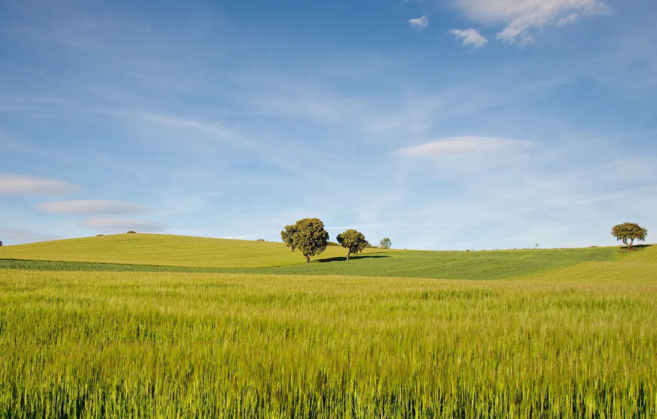 Фото обои поле, небо, трава, деревья